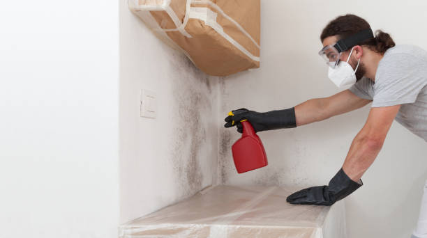 Professional Attic Mold Remediation technician working in Collingswood, NJ