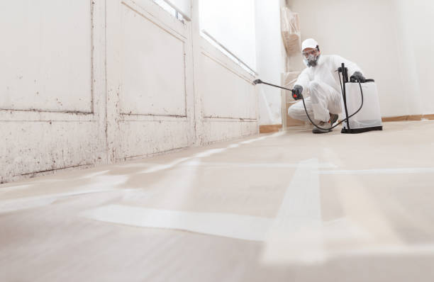 24/7 Emergency Attic Mold Remediation experts in Collingswood, NJ