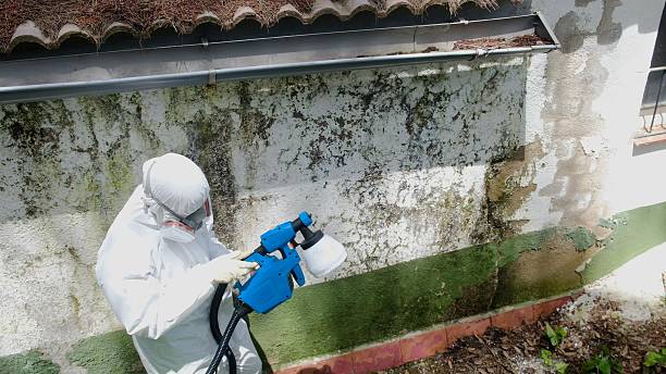 Top rated local Attic Mold Remediation specialists in Collingswood, NJ
